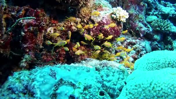 Buceo en Maldivas - Pequeña vida submarina — Vídeo de stock