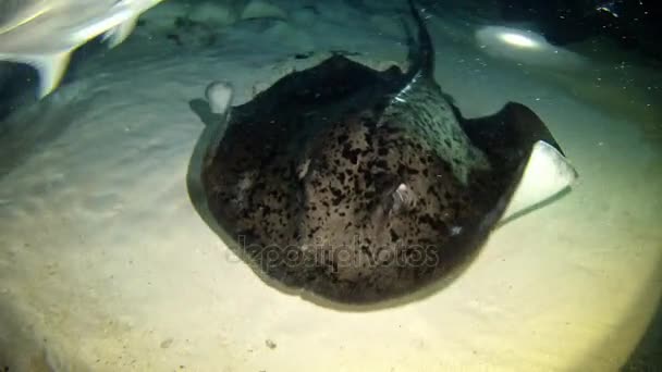 马尔代夫-射线潜水 — 图库视频影像
