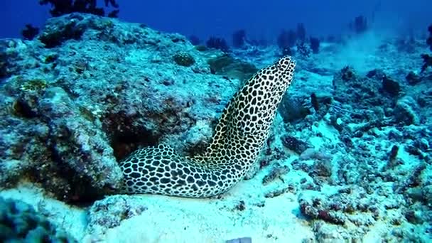 Duiken in de Maldiven - Moray eel — Stockvideo