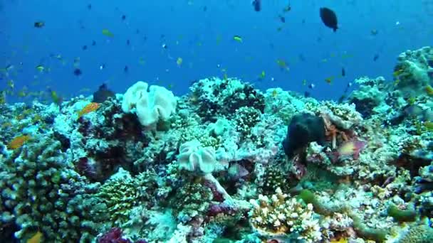 Scuba diving in Maldives -  Undewater landscape — Stock Video