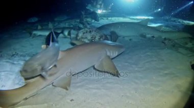 Maldivler - köpekbalıkları tüplü dalış