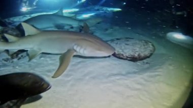 Maldivler - köpekbalıkları tüplü dalış