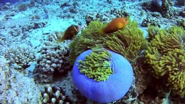 Buceo en Maldivas - Clownfish — Vídeo de stock