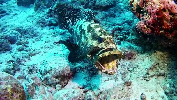 Прыжки с аквалангом на Мальдивах - Grouper fish — стоковое видео