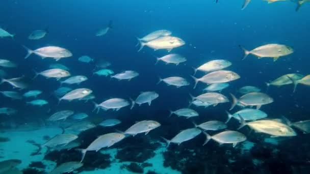 Amberjack Fishes School Dark Blue Water Mediterranean Sea Nature Underwater — стоковое видео