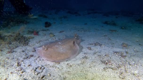 Buceo Profundo Rayo Eléctrico Enterrándose Fondo Marino Arena Metros Profundidad — Vídeos de Stock