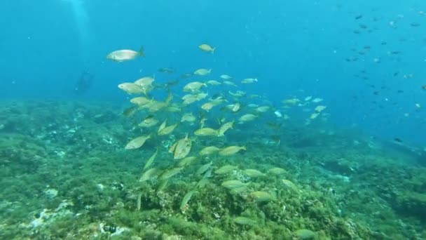 Paisagem Subaquática Peixes Banhados Ouro Salema Fish Recife Mar Mediterrâneo — Vídeo de Stock