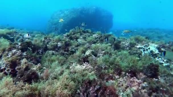 Arrecife Del Mediterráneo Naturaleza Submarina — Vídeos de Stock