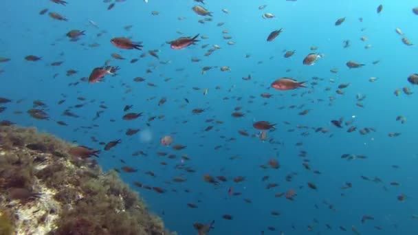 Underwater Lanscape Little Damselfishes Shoal Clean Blue Water — Stok Video