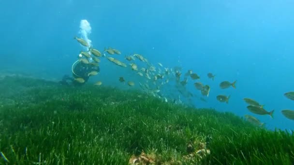 Onderwaterfotograaf Een Posidonia Zeewier Zeebodem — Stockvideo