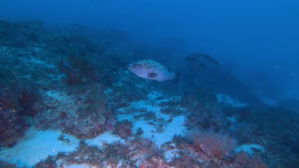 Natur Unter Wasser Zackenbarschfische Schwimmen Metern Tiefe Dunklen Wasser — Stockvideo