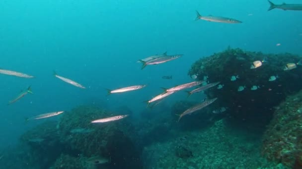 Marine Sea Life Barracudas Reef Fishes Dark Blue Water — Stock Video