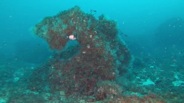 Υποβρύχια Ladnscape Coludy Νερό — Αρχείο Βίντεο