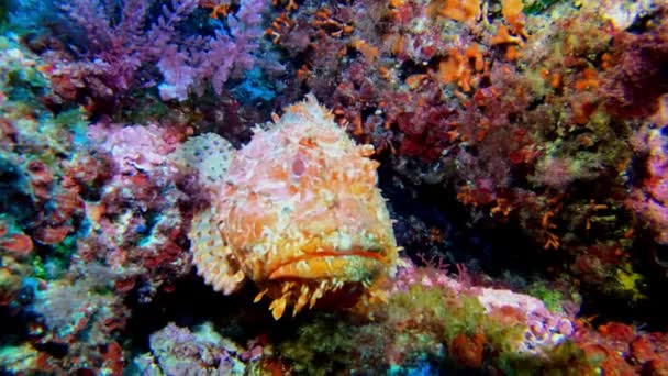 Подводная Природа Красный Скорпион Вид Море Прыжки Аквалангом Мальорке Испания — стоковое видео