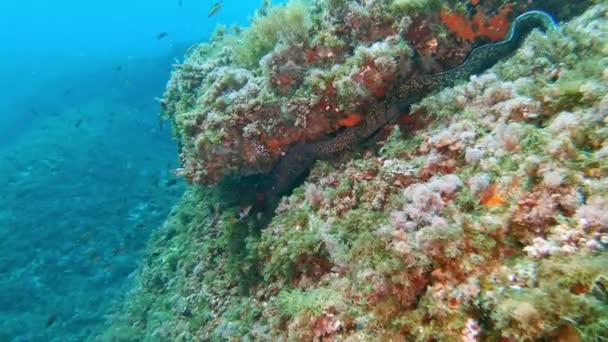 Дуже Великий Морський Вугор Захований Рифі Дика Природа Під Водою — стокове відео