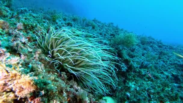 Natuur Onder Water Middellandse Zee Anemoon — Stockvideo