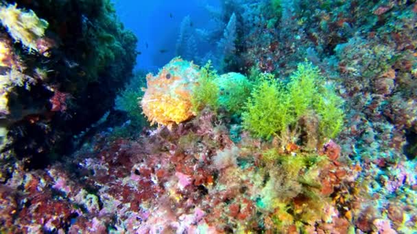 Vida Submarina Pez Escorpión Rojo Descansando Colorido Fondo Marino — Vídeo de stock