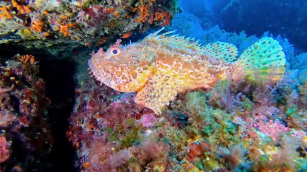 Wildlife Υποβρύχια Κόκκινο Σκορπιό Ψάρια Πολύ Ήσυχο Ένα Πολύχρωμο Βυθό — Αρχείο Βίντεο