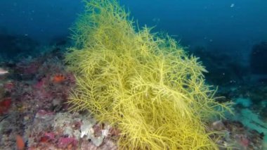 Suyun altındaki doğa. Derin dalış Büyük sarı gorgonian (yumuşak mercan) 47 metre derinlikte 