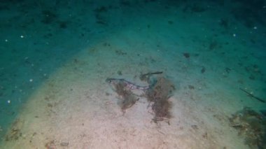 Küçük Akdeniz köpekbalığı (Pintarroja) 50 metre derinlikte bir kum yatağının üzerinde yüzüyor.