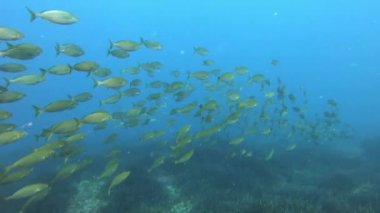 Akdeniz resiflerindeki doğa - Altın bantlı balıklar (salema balığı)