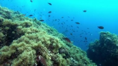 POV Sualtı Manzarası Mayorka İspanya 'da dalış