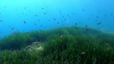 POV scuba dalışı çok yeşil bir pozidonia yosun tarlasında 