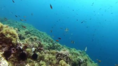 Su altı sahnesi - Akdeniz 'in resif balıkları 