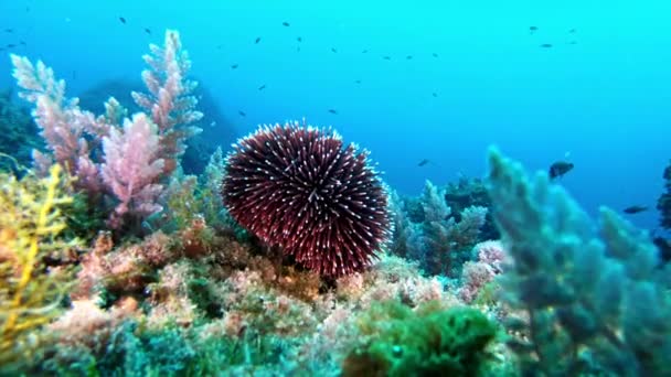 Unterwasserlandschaft Seeigel Meeresboden — Stockvideo
