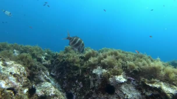 Mittelmeerleben Kaiserliche Brassen Sauberem Blauem Wasser — Stockvideo