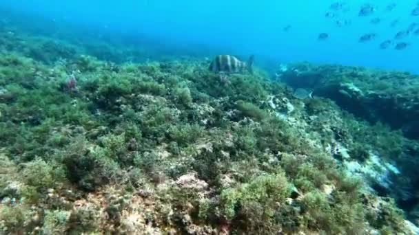 Naturaleza Bajo Agua Pez Besugo Imperial Que Busca Comida Arrecife — Vídeo de stock