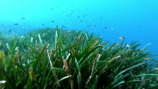 Naturaleza Submarina Buceo Sobre Fondo Marino Algas Verdes — Vídeo de stock