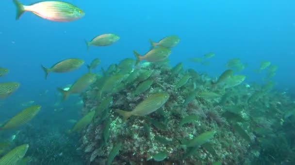 Goudgestreepte Vissen Zwemmen Een Majorca Rif Natuur Onderwater — Stockvideo