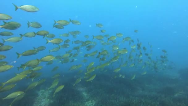 Naturaleza Submarina Peces Con Bandas Oro Peces Salema Arrecife Marino — Vídeos de Stock