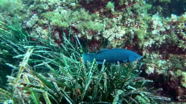 Peces Arrecife Azul Nadando Fondo Marino Vida Marina Mediterránea — Vídeo de stock