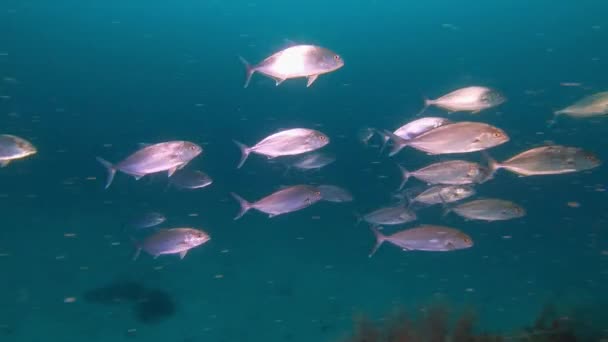 Głębokie Nurkowanie Amberjack Ryby Ławica Ciemnoniebieskiej Wodzie — Wideo stockowe