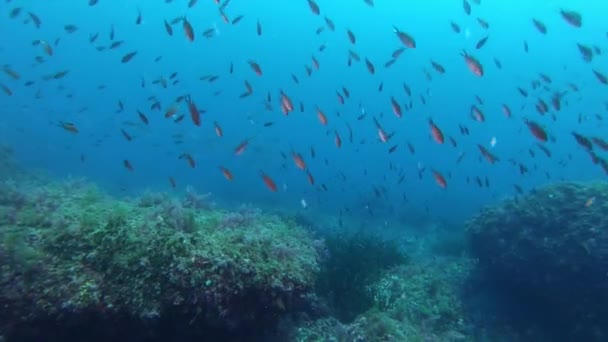 Mar Mediterrâneo Vida Marinha Damselfishes Amberjack Peixes Águas Nubladas — Vídeo de Stock