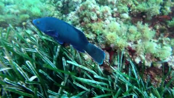 海草の上を泳ぐ天然の水中ブルーリーフフィッシュ — ストック動画