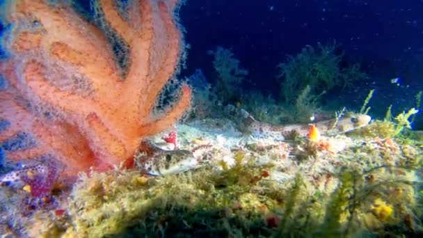 深海生物 50メートルの深さで赤い柔らかいサンゴの近くに小さな地中海の海のサメ Pintarroja — ストック動画