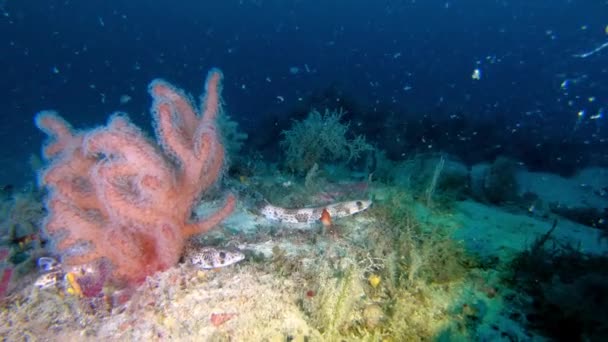 Deep Scuba Diving Little Mediterranean Sharkl Pintarroja Seabed — Stock Video