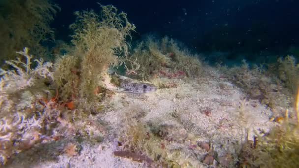 Natureza Debaixo Água Pequeno Tubarão Mediterrâneo Pintarroja Fundo Mar — Vídeo de Stock