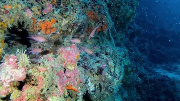 Nature Sous Marine Poissons Anthias Rouges Vie Marine Méditerranéenne — Video