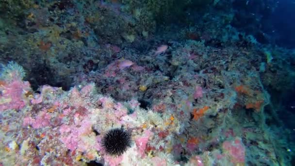 Tiefseetauchen Meereslebewesen Mittelmeer Rote Anthias Fische — Stockvideo