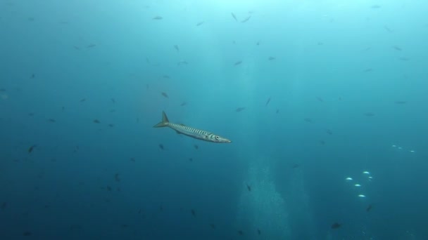 Alleen Barracuda Vissen Zwemmen Buurt Van Duikers Bellen — Stockvideo