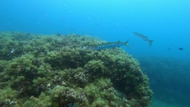 Barrakuda Fische Sehr Ruhig Einem Mittelmeer Riff — Stockvideo