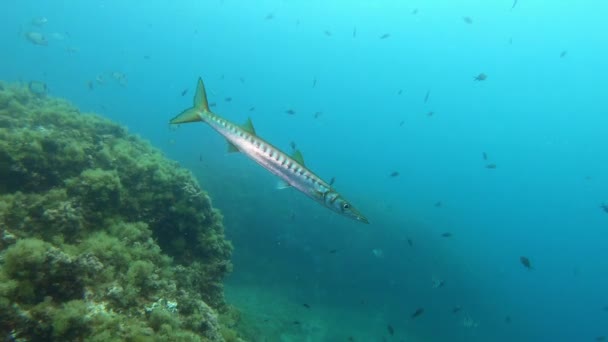 Peces Barracuda Solos Cerca Cámara Buceo Mallorca España — Vídeo de stock