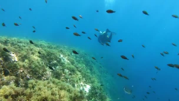 地中海のサンゴ礁のスキューバダイバー — ストック動画