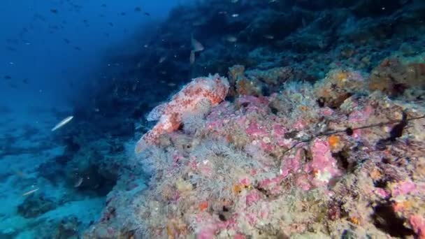 Naturaleza Submarina Profunda Pez Escorpión Rojo Sobre Fondo Marino Metros — Vídeo de stock