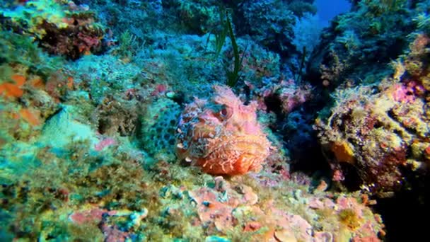 水下野生动物 红蝎鱼安静地呆在海底 — 图库视频影像