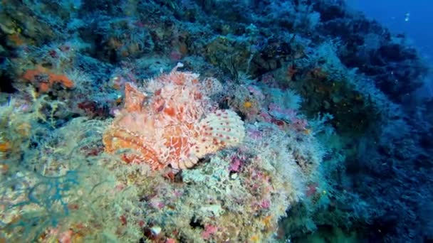 Unterwasserwelt Roter Skorpion Fischt Meeresboden — Stockvideo
